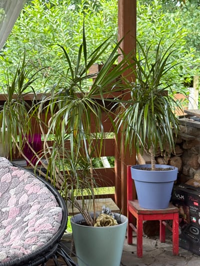 The image depicts an outdoor setting, likely a porch or balcony, with lush green foliage in the background. In the foreground, there are several potted plants. To the left, a large, dark wicker chair with a patterned cushion is visible. In the center and right of the image, various plants are housed in pots of different colors, including a teal pot and a blue pot placed on a small red chair. Behind the plants, a wooden railing and a stacked stone wall can be observed. A black box with text, possibly an appliance, is also present on the right side of the image. The overall scene suggests a residential outdoor space, potentially in Bersenevka, Russia, given the context. There are no people or animals visible in the image.