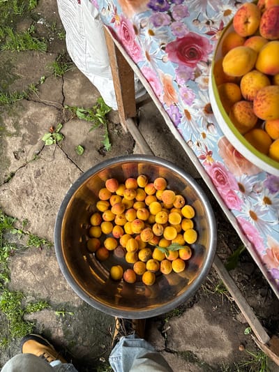 A top-down, medium shot captures a still life of harvested apricots and a partially visible person in what appears to be a backyard setting. In the foreground, a person's legs, clad in blue jeans and brown hiking boots, are visible, suggesting they are either sitting or standing. To the left, a large, metallic bowl overflows with ripe, orange-yellow apricots, some showing slight red blush. A single green leaf rests among the fruit. To the right, another bowl, this one with a light green rim, is partially visible, also filled with apricots, suggesting a substantial harvest. The bowls are placed on a surface covered with a brightly patterned cloth, featuring large floral designs in pink, red, and white on a light blue background. This cloth covers what seems to be a makeshift table supported by wooden elements, some of which are visible along the right edge of the frame. The ground beneath is a mix of cracked concrete slabs and patches of green grass and weeds, indicating an outdoor environment. The overall scene evokes a sense of rural harvest or domestic abundance. The location is identified as Tikhovodnoye, Russia.
