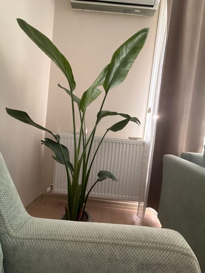 An indoor scene shows a tall Bird of Paradise plant with large, green leaves in a pot on the floor. The plant is positioned next to a white radiator and a window with sheer white curtains and brown drapes. A light green armchair is in the foreground, partially obscuring the plant and radiator. The wall behind the plant and radiator is a light beige color, and an air conditioning unit is mounted high on the wall. The floor is light-colored wood. The image appears to be taken in a residential setting in Manisa, Turkey.