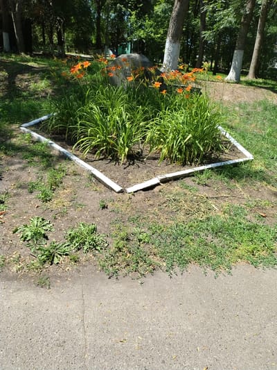 The image depicts a square-shaped flowerbed with orange lilies blooming in the center, surrounded by tall green grass. The flowerbed is bordered by a white-painted wooden frame. To the left of the flowerbed, there are trees with thick trunks and green foliage, with a large boulder visible behind the lilies. The ground surrounding the flowerbed is a mix of dirt and grass. To the right of the flowerbed is a paved pathway. The scene is bathed in bright sunlight, suggesting it is daytime. The location appears to be a park or garden area. There is no visible text in the image.