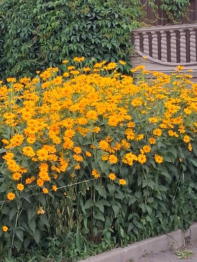A wall of dense green ivy covers the upper left portion of the image. In front of the ivy, a vibrant mass of bright yellow flowers with dark centers blooms profusely, filling the lower two-thirds of the frame. The flowers are clustered together on tall, slender green stems with dark green leaves. To the right of the ivy and behind the flowers, a decorative stone balustrade with a twisted rope pattern is visible. The balustrade is partially obscured by the foliage. The scene appears to be outdoors, possibly in a garden or park setting. The lighting suggests it is daytime. There are no people or animals visible in the image. The ground in the foreground is a textured gray surface, possibly a sidewalk or pathway, with some scattered dry leaves. The overall impression is of a lush, colorful, and well-maintained outdoor space.