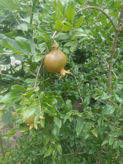 A close-up, eye-level shot focuses on two unripe pomegranates hanging from a branch of a pomegranate tree. The pomegranates are round and light brown-green, with a distinct calyx at the bottom. One pomegranate is positioned in the upper center of the frame, while the other is in the lower left. The branches are thin and brown, covered in vibrant green leaves with a slightly glossy sheen. The background is a dense, blurred tapestry of more green foliage and branches, suggesting a lush, natural environment. The image was taken outdoors, likely in a garden or orchard. The lighting is natural and diffused, casting soft shadows. Based on the presence of pomegranate trees and the general flora, this scene is consistent with a location in Chust, Uzbekistan, a region known for its fruit cultivation.