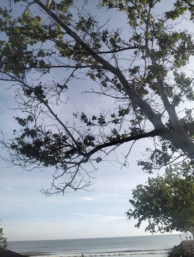 This photograph depicts a coastal scene at Blanglancang, Indonesia, likely captured during the daytime given the clear sky and the illumination of the landscape. In the foreground, the branches of a tree with sparse green leaves extend across the frame, silhouetted against a pale blue sky with wispy clouds. The lower portion of the image reveals a calm ocean with gentle waves lapping at a rocky shoreline. In the mid-ground, a small boat is visible on the water. On the right side of the frame, two individuals are standing on the rocky shore, appearing to observe the sea. The overall impression is of a serene natural environment, with human presence subtly integrated into the landscape.