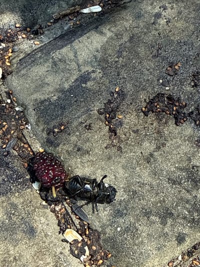 A close-up, overhead shot shows a dark, shiny beetle lying on its back on a rough, grey, stone surface. The beetle has a segmented body and appears to be deceased or incapacitated. Next to the beetle is a dark red, bumpy berry, possibly a mulberry, with some of its seeds visible. Scattered around the beetle and berry are small, brown debris and a few white fragments, which could be shell fragments or small stones. The stone surface has an uneven texture, with some darker, smoother areas and lighter, grainy patches. In the upper left portion of the image, there is a darker patch of debris with small seeds or grains embedded within it. The lighting suggests it is daytime, with the sun casting some shadows, though no specific time of day can be determined. The setting appears to be outdoors, possibly a path or patio, given the stone surface and debris. No people are visible, and no text is present in the image. The scene is static, with no discernable activity taking place.