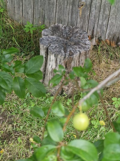 The image depicts an outdoor scene in Jēči, Latvia, focusing on a weathered wooden fence in the background. In the foreground, a tree stump is prominently featured, with its top showing a circular, aged grain pattern. Surrounding the stump is an area of dry grass and some green vegetation, including a small green plant with compound leaves. In the lower portion of the image, out-of-focus green leaves and branches of a plant are visible, with a single greenish-yellow fruit hanging from a branch. The overall impression is one of a natural, somewhat unkempt outdoor space.