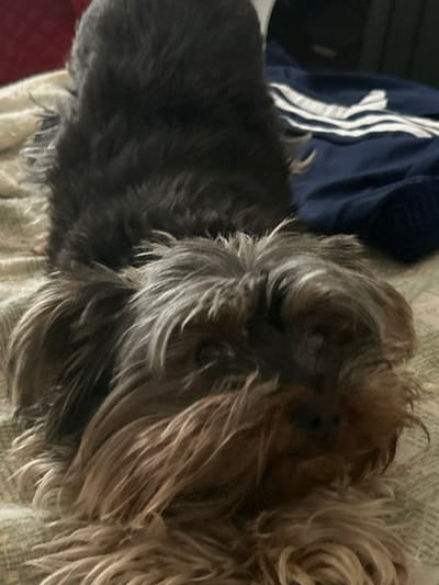 The scene, located in Resilovo, Bulgaria, depicts a small domestic canine, consistent with a Yorkshire Terrier or similar terrier breed, resting on a light-colored, textured fabric surface. The animal is observed in a prone position, facing forward towards the viewer, with its body extended. Its fur displays a bicolored pattern: the upper back and body are dark grey to black, transitioning to lighter grey, tan, and light brown tones on its head, ears, and lower facial regions, including a prominent beard-like growth around the muzzle. The canine's eyes are dark and appear open. To the immediate right and slightly behind the dog, a dark blue textile object with three distinct white parallel stripes, indicative of an athletic brand design, is partially visible. The environment suggests an indoor setting. No human subjects are present in the frame.