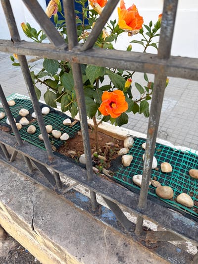 This media file shows a close-up view of orange hibiscus flowers and green foliage, seen through a dark metal railing. The railing is old and shows signs of rust and chipped paint, suggesting it's outdoors. Behind the flowers and railing, there's a textured surface, possibly concrete paving, and a green mesh mat scattered with light-colored pebbles. A portion of a concrete ledge with a prominent crack is also visible. The lighting suggests it's daytime, and the scene appears to be a garden or an outdoor planting area. There is no visible text. The setting is Pietà, Malta.