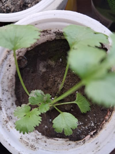 The image presents a close-up, overhead view of a small green plant, likely cilantro or coriander, growing in a white pot. The plant features several vibrant green leaves; some are larger and more rounded with distinct lobes, while others, particularly the newer growth, are smaller and have serrated edges. Leaves in the immediate foreground and background are blurred due to a shallow depth of field, drawing focus to the central part of the plant.
The plant is potted in dark, moist soil, with visible water droplets and small puddles on its surface, indicating recent watering. The rim of the white pot, which appears to be made of plastic, is partially visible and has some soil smudges. The lighting suggests daylight conditions, possibly bright and indirect. No people or text are visible in the frame. The scene depicts a cultivated plant in a pot, located in Gavar, Armenia.