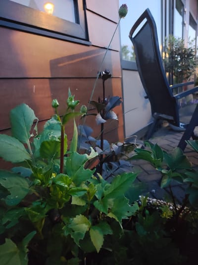 The image depicts a close-up view of a plant with several green buds and leaves, some of which show signs of being eaten. The plant is situated in the foreground, with a dark-colored patio chair visible in the background. Behind the chair, a building with brown siding and a window reflecting warm light is partially visible. The scene appears to be outdoors, likely in a backyard or patio area, possibly in Nieuw-Vennep, Netherlands, given the context. The lighting suggests it might be late afternoon or early evening. No people are present in the frame.