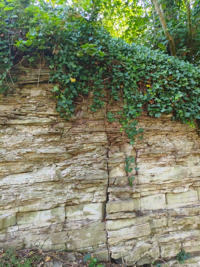 The image depicts a close-up view of a layered rock face covered in dense green ivy. The rock strata are clearly visible, exhibiting a light, sandy-colored hue with horizontal striations. Some of the layers appear broken or eroded, creating a rugged texture. The ivy cascades down from the top of the rock face, with some tendrils reaching further down the cliff. The foreground shows a small patch of ground with scattered dry leaves and some low-lying greenery. The lighting suggests it is daytime, with sunlight filtering through the foliage at the top. The scene appears to be a natural geological feature, possibly within a park or a less-developed area of Ludlow.