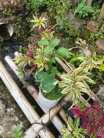 This close-up image showcases a vibrant and diverse collection of plants thriving in a natural or garden setting, likely in Sarandi de Cuadra, Uruguay. The scene is rich with various shades of green, yellow, red, and purple foliage, highlighting a lush environment.
A central feature is a rustic platform constructed from light-colored bamboo poles, which are securely tied together with black cord. This structure appears to span over a narrow water channel or drainage ditch, where dark, shallow water is visible. A white PVC pipe, possibly for drainage, is partially submerged in this water on the left side of the frame.
Numerous plants are arranged on and around this bamboo framework. Prominently featured are several variegated plants with long, sword-like leaves displaying stripes of green and yellow, suggestive of Dracaena or similar species. Interspersed among these are plants with broader, heart-shaped green leaves edged in white, possibly an Alocasia or Colocasia, which sits in a weathered white pot containing small, dense green ground cover. Other plants with deep red and purple foliage, resembling Coleus, add striking color contrasts, while a plant with textured green leaves, akin to mint, stands taller in the mix. Some plants are visibly in black nursery bags, indicating recent planting or propagation.
The background consists of natural, rocky terrain heavily overgrown with various small green plants, moss, and ground cover, reinforcing the verdant atmosphere. The lighting is natural and appears soft, suggesting either an overcast day or diffused sunlight, which accentuates the textures and colors of the dense plant life. There are no people or discernible activities, and no text is visible within the image.
