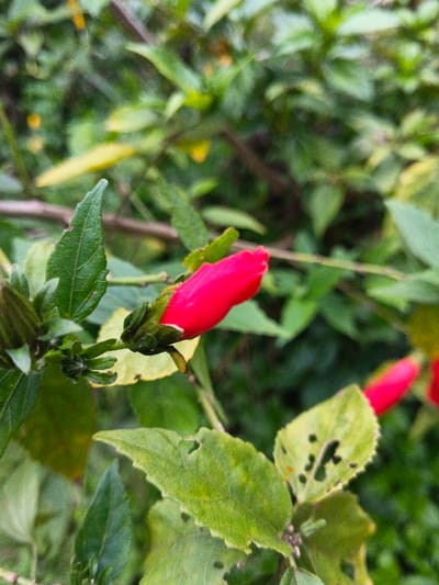A close-up captures a vibrant red hibiscus bud amidst a lush green foliage. The bud, tightly closed, hints at an imminent bloom. Leaves in varying shades of green surround the bud, some displaying evidence of insect nibbling. A few other unopened red flower buds are seen in the blurred background. The natural light accentuates the texture of the leaves and the smooth surface of the flower bud.