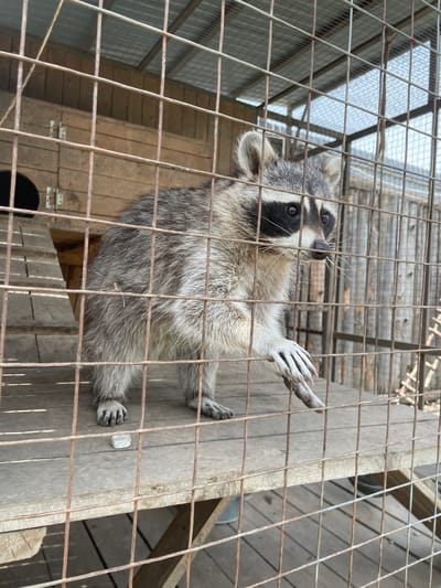 An eye-level shot captures a curious raccoon inside a metal cage. The raccoon is the central subject, positioned upright on its hind legs, leaning against a wooden plank that forms part of its enclosure. Its front paws are extended upwards and slightly to the right, resting on the wooden surface, with its long, sharp claws clearly visible.
The raccoon's distinctive black mask around its eyes and its bushy, grey-patterned fur are prominent. Its head is tilted upwards, and its dark eyes appear alert and inquisitive, looking towards the top right of the frame. Long whiskers protrude from its snout.
The enclosure is constructed from rough wooden planks and sturdy metal mesh wire, which is visible in the foreground, creating a grid pattern over the image. Through the mesh and behind the raccoon, more wooden structures are visible, including what appears to be a raised platform or shelf. In the background, a translucent or corrugated roof structure is visible, allowing diffused light into the enclosure, suggesting it's daytime. A small, white, rectangular object, possibly a piece of food or a toy, lies on the wooden surface near the raccoon's lower paws.
The scene conveys a moment of active curiosity from the raccoon within its confined space, likely at a zoo or animal sanctuary in Timofeevka, Russia. There is no visible text in the image.