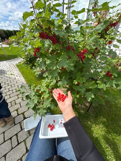 In Oliki, Russia, under a cloudy sky, a person in blue jeans and a black jacket is picking red currants from a bush. Their left hand, holding a cluster of ripe red currants, is extended towards the viewer. Two white plastic containers are placed on a paved walkway next to a green lawn. One container, partially filled with red currants, is closer to the person. To the left of the walkway, a child wearing blue pants and tan shoes is partially visible. The red currant bush is leafy and laden with bright red berries. The background features a hedge, more greenery, and parts of a building.