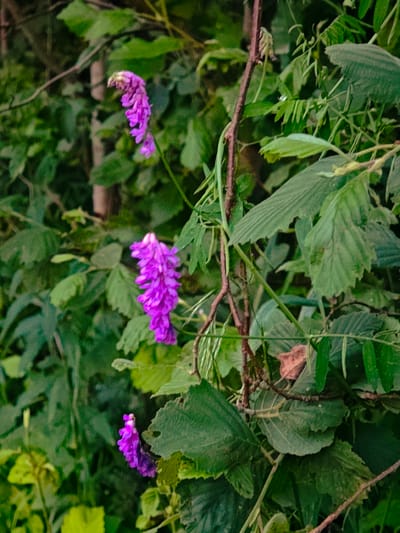 The image captures a close-up view of a dense, green forest scene in Arbuzovo, Russia. The focus is on several clusters of small, vibrant purple flowers, which appear to be growing on a vine that winds through the foliage. These flowers are delicate and elongated, with a somewhat fuzzy or feathery texture.
The surrounding vegetation is lush and varied, with large, textured green leaves dominating the foreground and midground. Some of these leaves appear to be slightly wilted or dried, with a reddish-brown leaf also visible amongst the green. Thin, woody stems and vines create a natural, tangled network throughout the composition. The background is softly blurred, suggesting a deep forest setting with the impression of tree trunks and more dense foliage.
The lighting appears natural, implying it's daytime, likely with overcast conditions or the filtered light of a forest canopy, as there are no harsh shadows. The overall impression is one of a natural, uncultivated environment. No people or animals are visible, and there is no text present in the image. The scene evokes a sense of natural beauty and the quiet tranquility of a woodland setting.