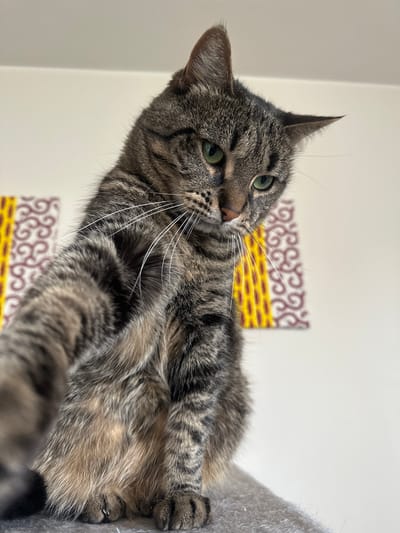 A medium-sized tabby cat with green eyes and a grey and brown patterned coat is the central subject, looking directly at the viewer. The cat is positioned at an angle, giving a "from above" perspective. It's lying on a grey surface, likely part of a cat tree. The background features a white wall with a patterned design in red, yellow, and brown. The scene appears to be indoors. There is no visible information to associate the scene with Châtenay-Malabry, France.