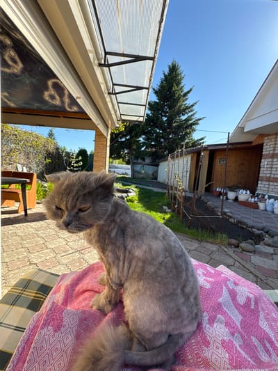 A gray cat is lying on a pink patterned blanket on an outdoor chair. The cat appears to be resting or napping. The setting is a backyard or patio with a building in the background constructed of brick and wood. There's a tree and a covered walkway nearby, and the area is paved with patterned tiles. The location is Druzhino, Russia. The sky is a bright blue.
