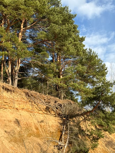 The image shows a tree clinging to a sandy cliff face, likely in the Petrakovo area of Russia. The cliff face is light brown with visible layers and erosion patterns. The tree has green foliage and exposed roots that run down the cliff face. Some dead branches are also visible. The sky is blue with scattered white clouds. The shot appears to be taken from a low angle.