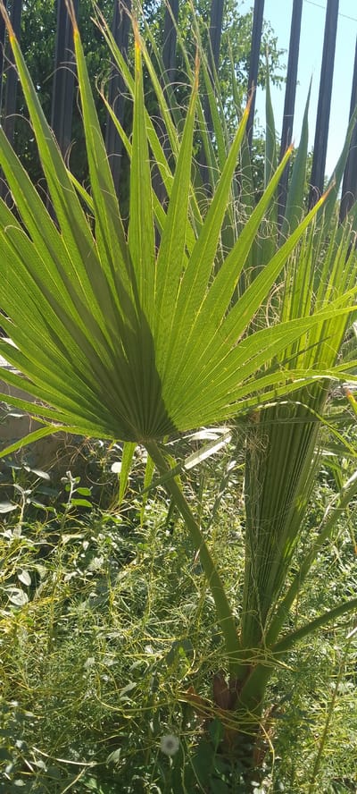 A close-up, outdoor, vertical shot captures a vibrant green palm frond dominating the foreground, its segments fanning out from the stem. The frond is illuminated from behind, revealing its intricate vein structure and casting a subtle shadow on itself. Wispy, light-colored fibers protrude from the edges of the frond and hang loosely in the air.

Behind the palm, a dark metal fence runs horizontally across the upper portion of the frame. Beyond the fence, blurred green foliage and a clear blue sky are visible, suggesting an outdoor environment bathed in sunlight. The lower half of the image is filled with dense, green undergrowth, interwoven with thinner, yellow-green vine-like tendrils. A single white dandelion seed head is visible amongst the greenery in the lower left quadrant. The setting appears to be a garden or park area in Yangiyer, Uzbekistan. There are no people or animals present in the image.