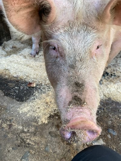 A close-up, eye-level shot shows the head of a large, pink pig. The pig's snout is wet and covered in dirt and straw. Its eyes are partially closed, and its ears are large and floppy. The pig is standing on a surface of sawdust and dirt. In the lower right corner of the image, a person's dark clothing is visible, suggesting they are interacting with or observing the pig. The background is blurred, but appears to be an outdoor setting, possibly a farm or rural area. There is no indication of the city of Znamenka, Russia.
