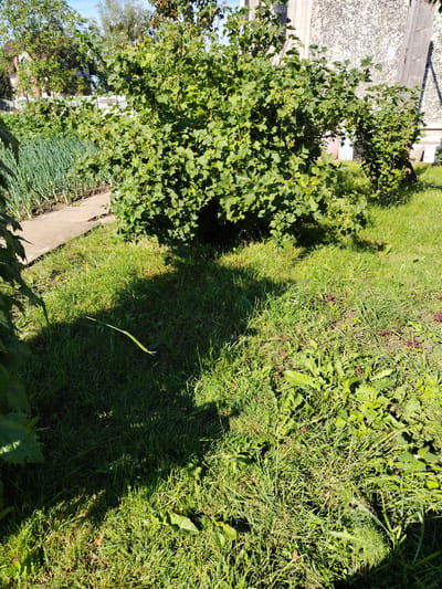 The image depicts a sunny outdoor scene in what appears to be a rural setting, possibly a backyard or garden area, in or near the village of Vertsialishchau in Belarus. A lush, green currant bush, laden with developing berries, dominates the center of the frame. To the left, a row of green onions is neatly planted along a concrete pathway, suggesting a cultivated garden. In the background, a building with a textured, light-colored facade is visible, along with trees and a white picket fence. The ground is covered in green grass, with patches of dirt and weeds. Shadows from the sun and foliage are cast across the lawn, indicating a bright day. No people are present in the image.