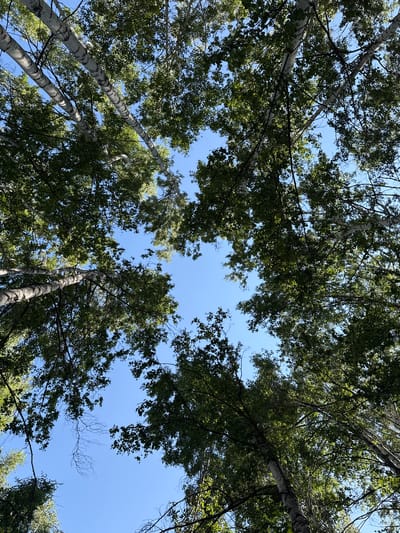 The image is a low-angle shot looking up through a canopy of birch trees towards a clear blue sky in Köpürö-Bazar, Kyrgyzstan. The foreground is dominated by the white and black bark of the birch trees, with their branches and green leaves extending upwards. Sunlight filters through the foliage, creating a dappled effect. The sky is unobstructed by clouds. There are no people or animals visible in the image. The scene depicts a natural outdoor environment.
