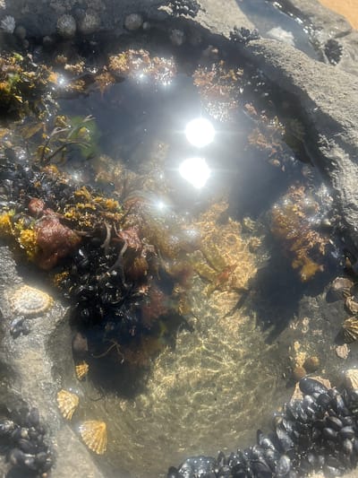 A close-up, overhead shot captures a sun-drenched tide pool nestled amongst rocky terrain in Fanore, Ireland. The water, clear and shimmering with reflected sunlight, reveals a diverse ecosystem of marine life. Mussels cling in dense clusters to the dark, rough-textured rocks that form the pool's edge, their shells a deep, glossy black. Interspersed with the mussels are various types of seaweed, ranging in color from vibrant green to earthy brown and deep red, some appearing feathery and delicate, others more robust and branching. Small, conical limpets, with ridged shells, are scattered on the submerged rocks, their forms easily discernible through the water. The sandy bottom of the tide pool is visible in shallower areas, with subtle patterns of ripples created by the water's movement. The sun's intense glare creates bright, starburst-like reflections on the water's surface, partially obscuring the details of the life within the pool. The overall impression is one of a small, self-contained natural world, teeming with life, exposed by the receding tide under a bright, sunny sky.