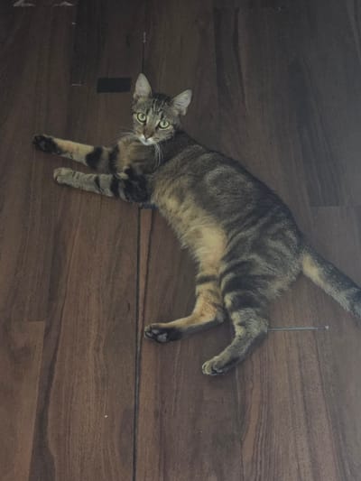 A tabby cat is lying on its side on a wooden floor. The cat is facing the camera with its head turned to the left. Its eyes are open and it is looking at the camera. The cat's fur is a mix of brown, black, and orange stripes. Its tail is long and bushy and is curled around its body. The wooden floor is made of dark brown planks. The scene is indoors, and there is no indication of the city of Sarasota, United States.