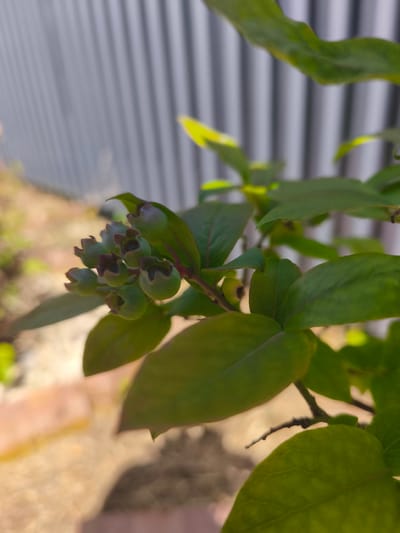 A close-up, eye-level, outdoor shot focuses on a cluster of unripe blueberries on a branch. The blueberries are small, round, and a pale green color, with some showing a reddish-purple tinge at their tops. They are arranged in a small bunch. The branch itself is thin and brown, with some green leaves visible. The background is blurred but appears to show a grey, corrugated fence and a patch of sunlight dappled ground. The location is Фронтовики Снт, Russia.