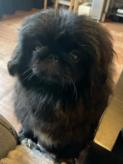 A black Pekingese dog with fluffy fur and white markings on its chest sits on a floor made of wooden planks. The dog is looking directly at the camera with its eyes partially obscured by its fur. Its snout is short and dark, and long white whiskers extend from its muzzle. In the background, a blurred image shows furniture and possibly a wall. The dog appears to be indoors. The location is the city of Ishimbay, Russia.