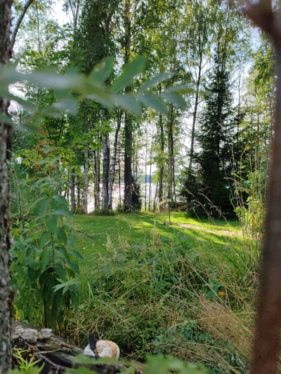 The image depicts a natural scene with dense foliage in the foreground and a sunlit clearing beyond. Tall trees, including birch and pine, line the clearing, with a body of water visible in the distance. The ground is covered in grass and dry vegetation. The lighting suggests it is daytime, with sunlight filtering through the trees. The image is taken from a low angle, with a tree trunk prominent on the left and another blurred element on the right. The scene appears tranquil and undeveloped, suggesting a natural environment. There are no people or discernible man-made structures other than what appears to be a small lamp post in the background.