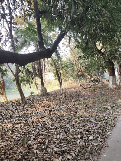 The image depicts a semi-wooded area in Bardhaman, India. The foreground and midground are covered extensively with a dense layer of dry, brown fallen leaves. Numerous trees are visible throughout the scene, varying in trunk thickness and foliage density. A prominent, thick, dark-barked tree branch extends horizontally from the upper left across the center of the frame. Several tree trunks show patches of white paint near their bases. Green foliage is present on multiple trees, particularly dense in the upper right quadrant. The ground slopes upwards towards the background. A narrow, dark grey paved surface or path is visible along the right edge of the frame. Sunlight filters through the tree canopy, illuminating parts of the leaf-covered ground. No individuals or animals are present. Small pieces of light-colored litter are scattered among the leaves in the foreground.