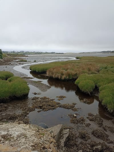 The image depicts a natural landscape with a tidal estuary in Annagry West, Ireland. The sky is overcast with a light gray hue. In the foreground, there is a muddy bank with rocks and a section of a corrugated pipe. The water in the estuary is shallow, reflecting the muted sky. Patches of brown seaweed are visible in the water and on the muddy bottom. Dense clumps of green and brown grasses line the edges of the estuary. In the middle ground, the estuary curves, with more grassy banks on either side. Further in the distance, a sandy area can be seen, leading to a low-lying coastline with scattered buildings and vegetation. The overall impression is of a serene, natural coastal environment under a cloudy sky. There are no people or animals visible in the image.