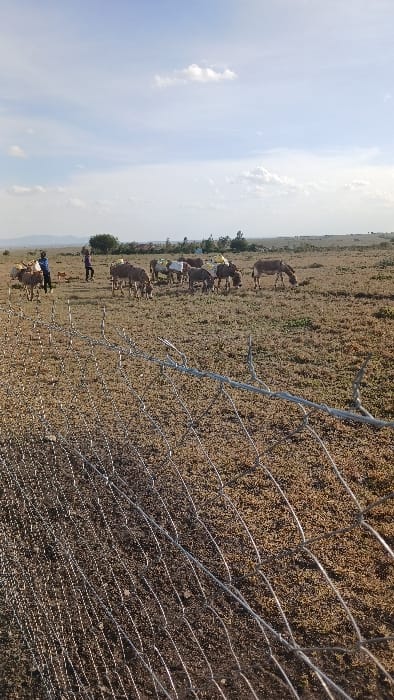 The image depicts an arid, open landscape in Kaputiei North ward, Kenya, under a partially cloudy blue sky. In the immediate foreground, a metallic wire mesh fence, possibly incorporating barbed wire strands, is visible, extending diagonally from the lower left to the mid-right. Beyond the fence, the ground is characterized by dry, reddish-brown earth with sparse, low-lying green and brown vegetation.
In the midground, a group of approximately ten donkeys is scattered across the terrain. Several donkeys are light brown or grey in color. At least five donkeys are observed carrying yellow and white plastic jerrycans or containers strapped to their backs. Some donkeys are seen grazing on the sparse vegetation. Two human figures are present: one individual, wearing a blue shirt, stands near a donkey in the left midground, while another figure is visible further back. A small, light-colored dog is positioned near the human figure in blue.
The background features a horizontal line of scattered small trees and bushes, with a range of distant, low-lying hills visible against the horizon. The sky is light blue with scattered white cumulus clouds. The overall environment appears dry and rural, consistent with pastoral or semi-arid conditions.