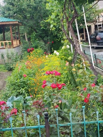 This media file captures a lush garden scene in Oktyabrskoe, Kyrgyzstan, likely during daytime given the natural lighting. A variety of blooming flowers, including vibrant red roses and yellow wildflowers, dominate the foreground and midground, creating a colorful and lively display. Behind the flowers, a wooden gazebo with a green roof is visible, suggesting a backyard or recreational area. Tall green trees and dense foliage surround the gazebo, indicating a well-established garden.

In the background, a black car is parked, and a portion of a building is visible, hinting at a residential setting. A light blue metal fence runs along the bottom of the frame, separating the garden from the viewer. The overall impression is one of a peaceful and thriving outdoor space. There is no visible text in the image. The weather appears to be overcast or the lighting is diffused, as there are no harsh shadows. The abundance of green and the variety of flowers suggest a warm season, likely late spring or summer.