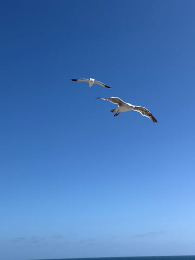 Two seagulls are captured in mid-flight against a clear blue sky. The seagull in the foreground is larger and appears closer to the viewer, with its wings spread wide, displaying intricate feather detail. Its body is white and grey, with hints of red on its feet. The second seagull, further in the background, is smaller and positioned higher in the frame, also with wings extended. The image focuses on the birds' aerial movement. Below the sky, a thin sliver of dark blue water is visible, suggesting the scene is set near a coast. There are no people or man-made structures visible in the frame. The context of Puerto Nuevo, Mexico is not evident from the visual information alone.