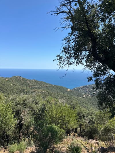This image captures a scenic vista from a hillside, overlooking the Mediterranean Sea. The foreground is dominated by dense green foliage and the gnarled branches of trees, with a large tree trunk on the right side partially obscuring the view. The middle ground features rolling hills covered in lush vegetation, with winding roads visible in the distance. A cluster of buildings, likely part of a coastal town or village, is nestled on the slopes of the hills. The background is a vast expanse of the deep blue sea meeting the clear, bright blue sky at the horizon. The scene appears to be a natural landscape, possibly a hiking trail or viewpoint in the vicinity of Santa Cristina d'Aro, Spain, given the characteristic Mediterranean vegetation and coastal scenery. There are no people or animals visible in the image. The lighting suggests it is a bright, sunny day.