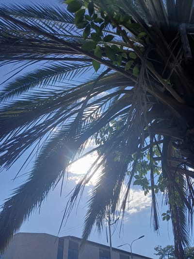 The image captures a low-angle view looking up through the fronds of a palm tree against a bright blue sky with scattered clouds. Sunlight streams through the fronds, creating lens flare effects. In the lower portion of the image, a modern building with a light-colored facade and dark-tinted windows is visible. Streetlights and some distant trees are also present. The scene appears to be in an urban setting.