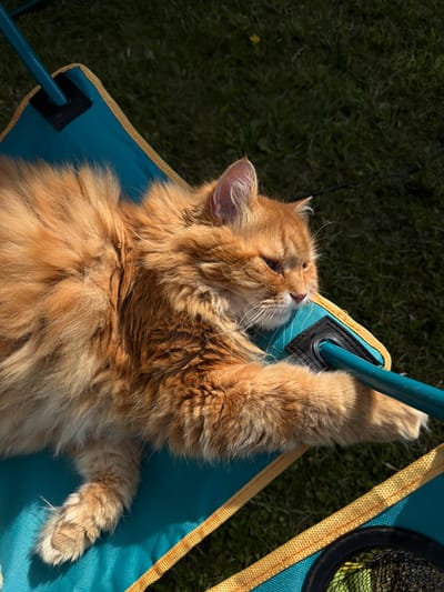 An orange tabby cat with long fur is lying on a turquoise and yellow camping chair. The cat is partially resting its head on a teal-colored support bar of the chair, and its paws are extended across the fabric. The chair is positioned on a patch of green grass. The background shows a dark green grassy area, suggesting an outdoor setting. The image appears to be taken in direct sunlight, casting shadows. There is no indication of the location being in the city of Peniki, Russia.