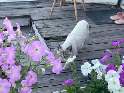 A medium shot captures a light-colored Siamese cat with bright blue eyes standing on a wooden deck among potted petunias. The cat is facing the camera, with its body angled and head tilted down slightly as if investigating something on the weathered gray planks. Its fur is a creamy white with darker points on its ears and tail. The petunias in the foreground are in bloom, with some flowers being a vibrant pink and others a soft white and purple. In the background, a dark mat and two pink slippers are visible on the deck, as well as the legs of a wooden chair. The environment appears to be an outdoor patio or porch.