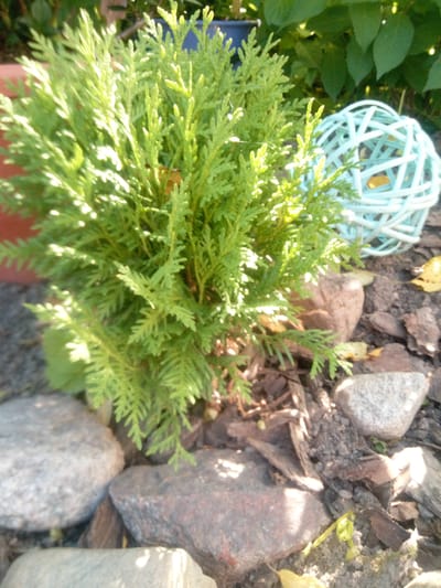 A sun-drenched photograph shows a small, bright green coniferous shrub with feathery foliage situated in a garden setting. The shrub is positioned in the foreground, angled slightly to the left of the frame, and is surrounded by dark, coarse soil mixed with wood mulch and several rough, grey and reddish-brown stones of varying sizes. To the right and slightly behind the shrub, a decorative, light blue spherical object made of woven material is visible. In the background, out-of-focus green foliage from larger plants creates a leafy backdrop, and a dark blue pot can be seen partially obscured by the shrub. The lighting suggests it is daytime, with dappled sunlight illuminating the leaves and casting shadows. The scene appears to be an outdoor residential garden in the city of Pervomayskaya, Russia.