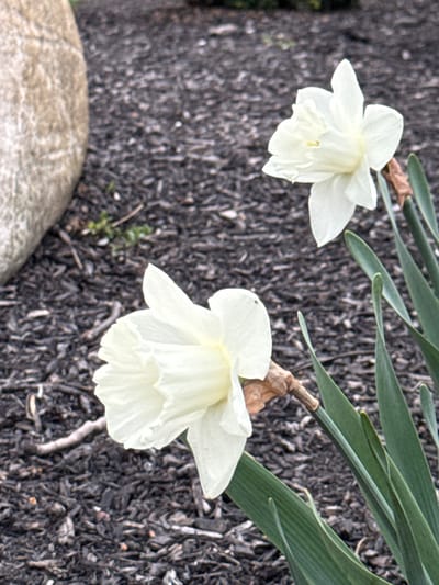 The image shows two white daffodils in a garden. One daffodil is fully bloomed, while the other is a bud. The flowers are surrounded by green leaves and mulch. A large rock is visible in the lower left corner of the image. The location is likely Grove City, United States of America.