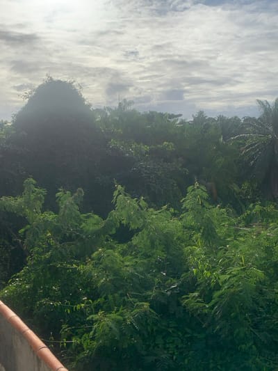 The image displays a panoramic view of dense tropical vegetation in Lauro De Freitas, Brazil, observed from an elevated perspective. The lower left foreground features a concrete parapet topped with terracotta-colored coping. The midground and background are dominated by a lush, multi-layered canopy of various tree species and dense undergrowth, predominantly green. A large, dark, mound-shaped mass of vegetation, heavily covered in climbing plants, is prominent in the upper-left quadrant. Palm trees are discernible further in the background, particularly on the right side. The sky is partially obscured by a formation of stratocumulus clouds, with a bright, indistinct light source, likely the sun, positioned in the upper left, casting a soft glare across that section of the image. No individuals or man-made structures other than the foreground parapet are visible within the scene.