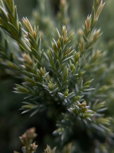 Close-up shot of juniper foliage. The leaves are scale-like, pointed, and have a bluish-green hue. Some leaf tips show a faded tan color. The background is a blurred, dark green. The location, Popasne, Ukraine, is not directly discernible from the image's visual content. No people, actions, or interactions are visible in the image.