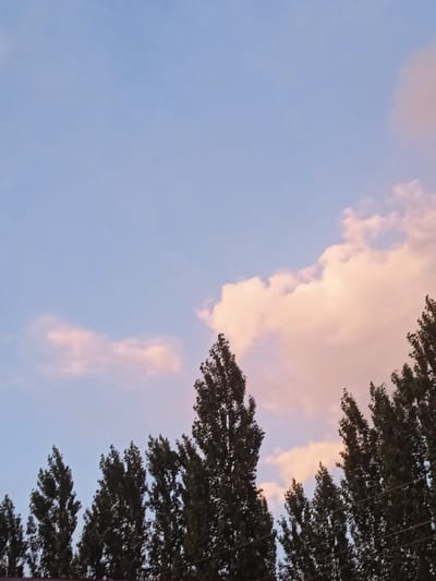 The image depicts a dusky sky with scattered clouds, tinged with pink and orange hues, over a line of dark, tall trees. The trees, silhouetted against the sky, appear to be poplars or similar deciduous species. The sky is a gradient of pale blue at the top transitioning to lighter shades towards the horizon. A few wispy clouds are visible, with larger formations displaying soft, warm colors. The tops of the trees fill the lower portion of the frame, suggesting an outdoor scene, possibly on the outskirts or within a park area of Mikhaylovka, Kyrgyzstan. There are no people or explicit actions visible; the focus is on the natural landscape at dusk.