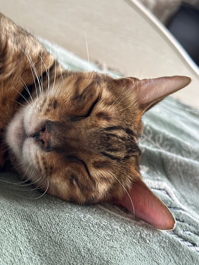 A close-up, eye-level shot shows a Bengal cat sleeping on a soft, light green textured blanket. The cat is positioned diagonally across the frame, with its head facing the lower left corner. Its eyes are closed, and its mouth is slightly open, revealing a hint of its pink tongue. Prominent white whiskers fan out from its muzzle, contrasting with its brown and black striped fur. The cat's ears are alert and pointed upwards, with the inner ear showing a rosy hue. The background consists of a pale, out-of-focus surface, possibly a bed or furniture, and a darker area to the far right. The lighting appears to be soft and natural, casting gentle shadows. There is no discernible indication of the city of Gornyi Erik, Russia.