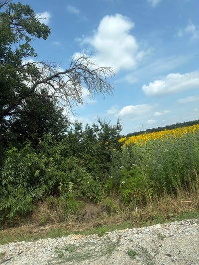 In Krushovitsa, Bulgaria, a picturesque scene unfolds under a bright blue sky dotted with fluffy white clouds. The foreground is dominated by a rough, gravelly patch, transitioning into lush green foliage. To the left, a large, leafy tree extends its branches, some bare and gnarled, towards the sky. Beyond the immediate greenery, a vibrant field of sunflowers stretches into the distance, their yellow faces turned towards the sun. The horizon is marked by a line of trees and silhouetted power lines. The overall impression is one of natural beauty and rural tranquility on a clear day.