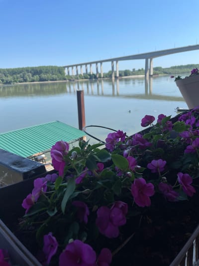 The image captures a scene in Indjija Municipality, Serbia, featuring a bridge over water, likely the Danube River. A foreground flower box displays vibrant purple flowers. In the background, a long, concrete bridge spans the river, supported by numerous pillars. Lush green vegetation lines the riverbanks. A green corrugated roof is partially visible below the flower box. The sky is a clear blue. The overall composition suggests a peaceful, scenic overlook.