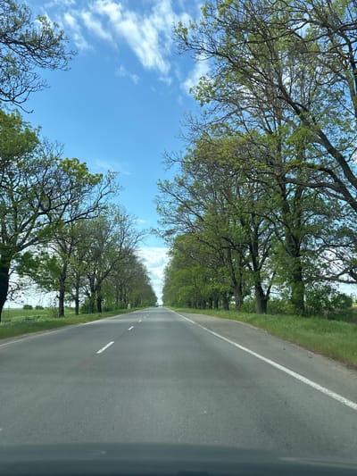 The correctly oriented image presents a picturesque, straight asphalt road, flanked on both sides by rows of tall, mature deciduous trees. The road features a dashed white line marking the center and a solid white line on the right shoulder. Lush green grass lines the road, extending into fields visible beyond the trees. Many of the trees are in the process of budding, displaying fresh, bright green leaves, indicating that the photograph was taken during spring or early summer. Above the tree canopy, a vast, clear blue sky is visible, dotted with scattered, wispy white clouds.

The scene is bathed in bright daylight, suggesting a sunny morning or afternoon. The perspective indicates the photo was likely captured from within a moving vehicle, looking straight down the road. There are no people or specific activities visible, emphasizing the tranquility and natural beauty of the rural landscape. The serene setting evokes a sense of peaceful travel through a verdant environment. Given the location context of Pishurka, Bulgaria, this image depicts a typical rural road in that region. No visible text is present in the image.