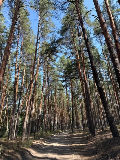 The image depicts a dirt road winding through a dense pine forest. The trees are tall and slender with rough, reddish-brown bark. Sunlight filters through the canopy, casting dappled shadows on the road and forest floor, which is covered in pine needles and dry grass. The sky is a clear blue. The scene appears to be in a natural, uncultivated area.